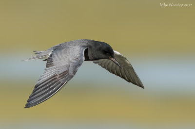 Black Tern  