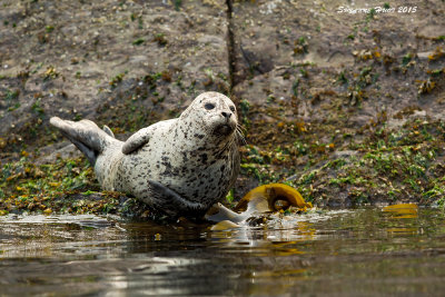 Harbor Seal at low tide