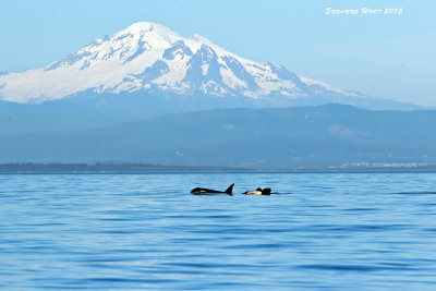  Evening with Mount Baker and  Orca's at play