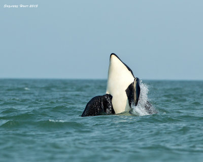 Orca spyhopping in the Salish Sea.
