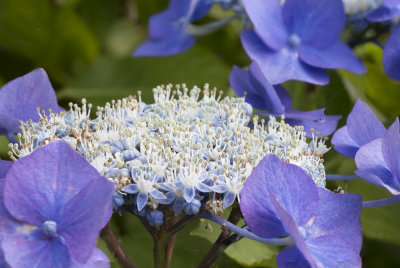 Hydrangea.jpg