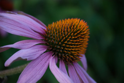 Echinacea