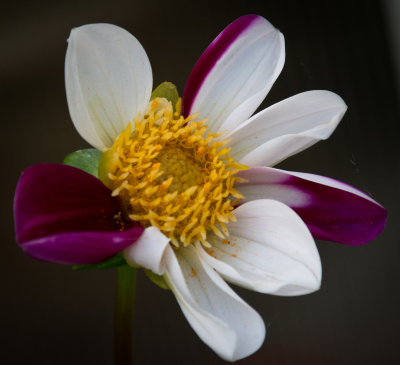 Twyning's Smartie Dahlia