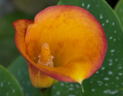 Calla Lily