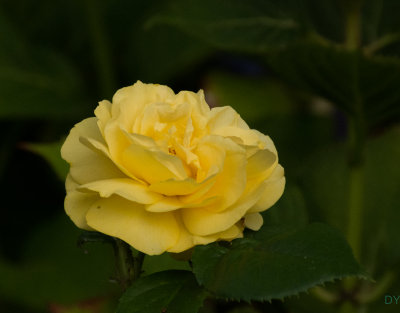 Rose 'Julia Child'