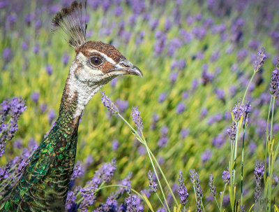 peahen in lavender