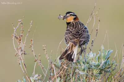Chestnut-collared Longspur with prey