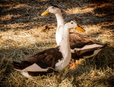 Farm-Yard Couple