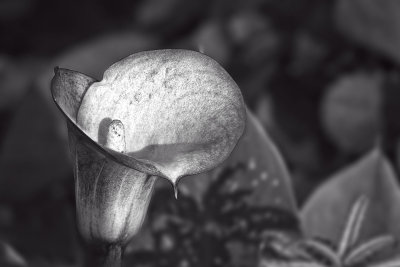 Calla Monochrome