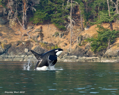 Orca breaching 