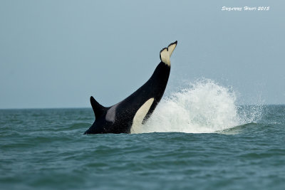 Orca cartwheeling 