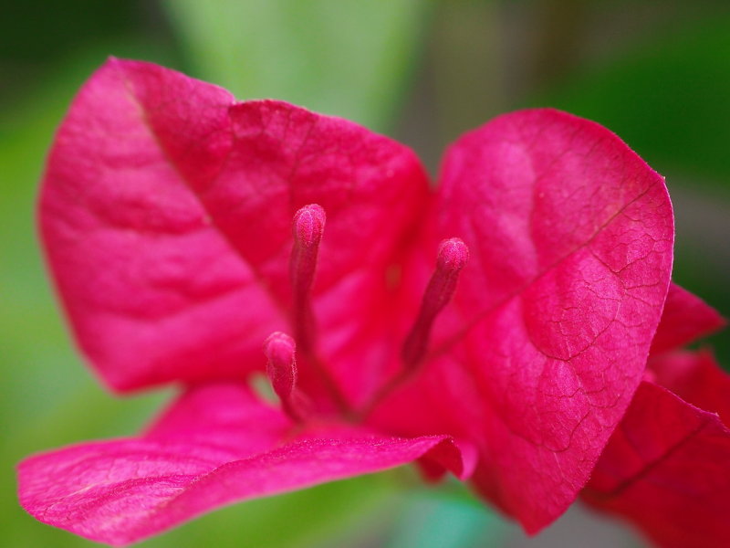 Bougainvillea