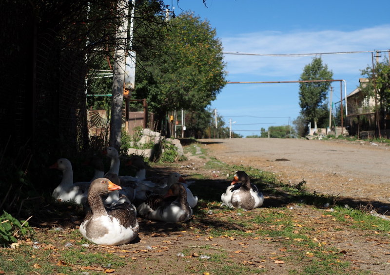 Gnse in Lermontovo.jpg