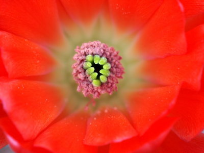 Makro Echinocereus Blte 2