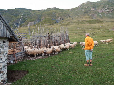 sheep herd returning home
