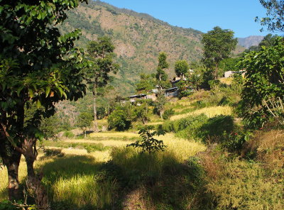 rice paddies