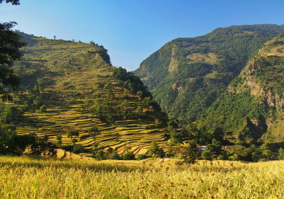 rice paddies close to Bahundanda