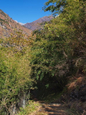 bamboo close to Khotro