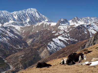 Yaks and Tilicho Peak