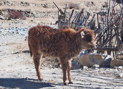 baby cow