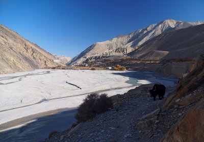 Yak approaching