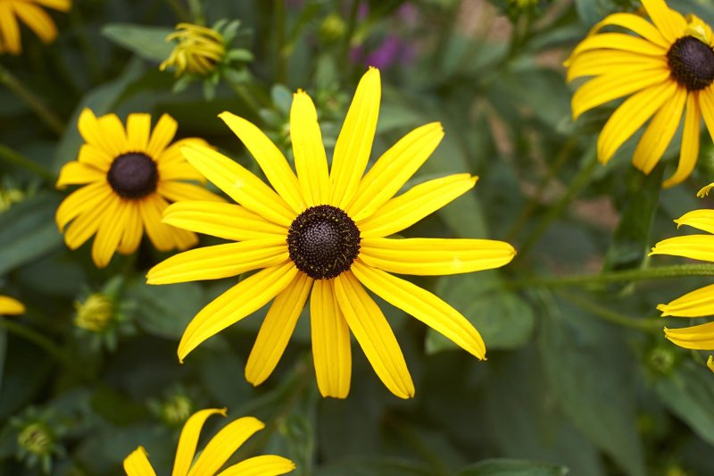 Black-eyed Susan @f5.6 a7