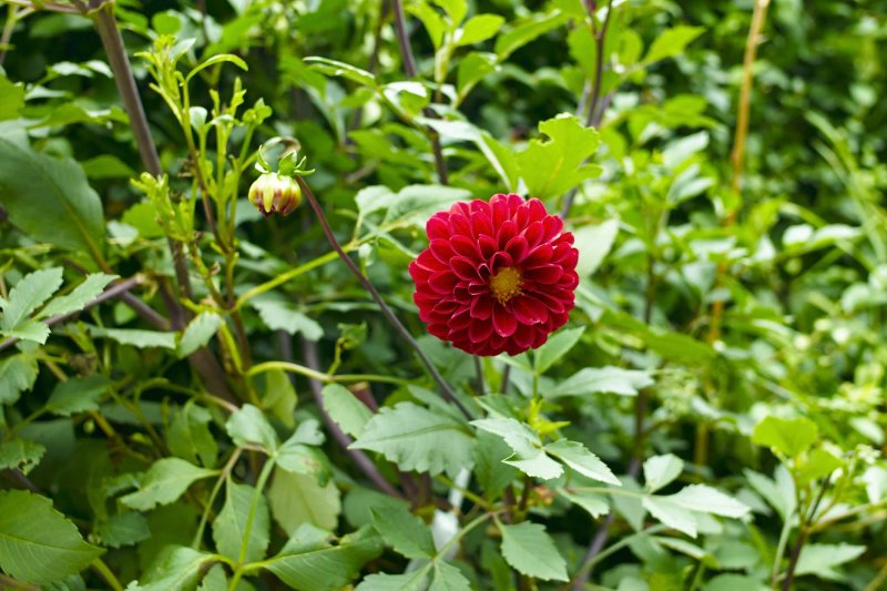 Zinnia @f2.8 M8