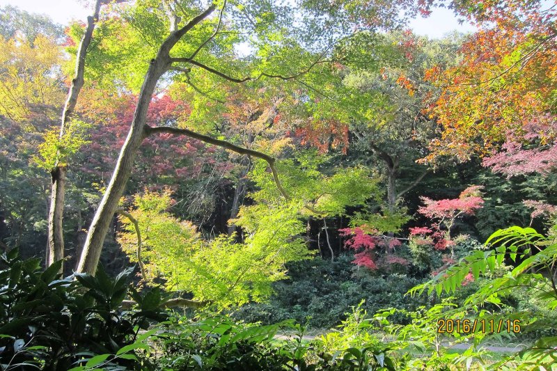 Fall in Meiji shrine 4