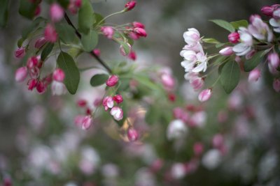 Flowers of apple tree @f1.4 5D