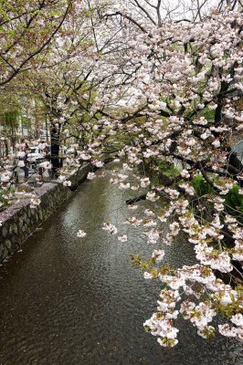 Sakura in Kyoto @f8 D700