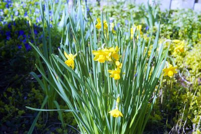 Daffodil Reala