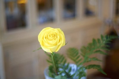 A yellow rose @f1.4 A12