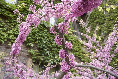 Cercis chinensis @f5.6 5D