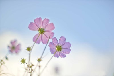 Cosmos @f1.2 D800E