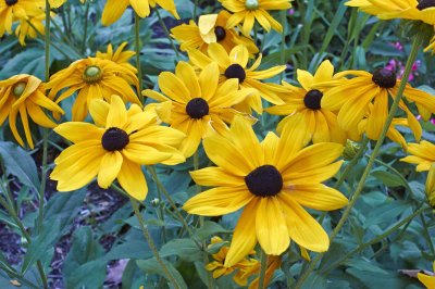 Black-eyed Susan @f8 28mm NEX5