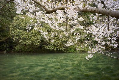 Sakura in Ritsurin-park a7