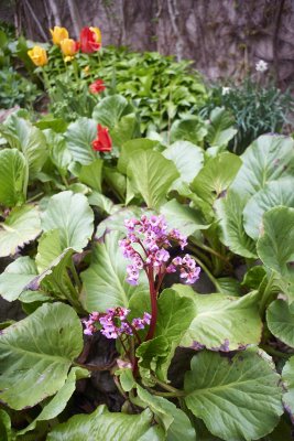 Flower of rhubarb @f5.6 a7