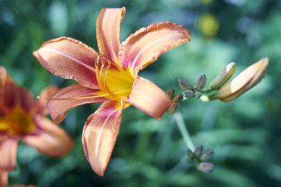 Day Lily @f2.8 a7