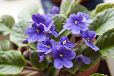 African violet @f4 a7