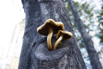 Golden mushroom @f5.6 a7