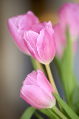 Tulips @f2.5 D800E