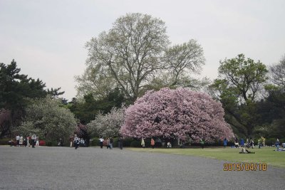 in Shinjuku Gyoen