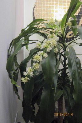 Flowers of Dracaena Fragrance