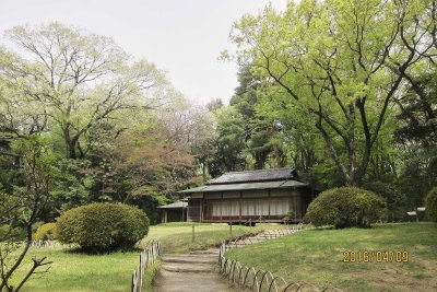 in Meiji shrine