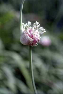 Garlic's flower Reala