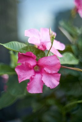 Mandevilla @f1.4 a7R2 