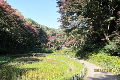 Fall in Meiji shrine 2