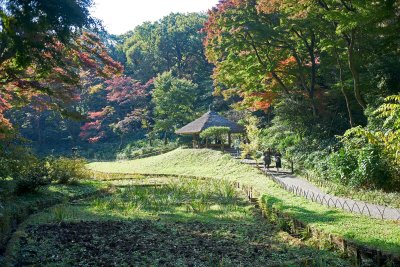 Fall in Meiji shrine 1 @f4 a7