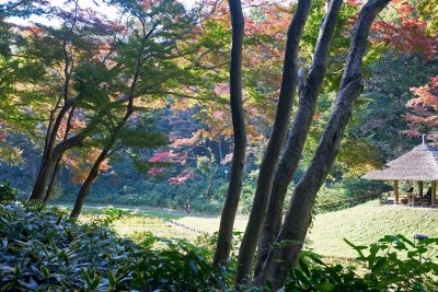 Fall in Meiji shrine 2 @f4 a7