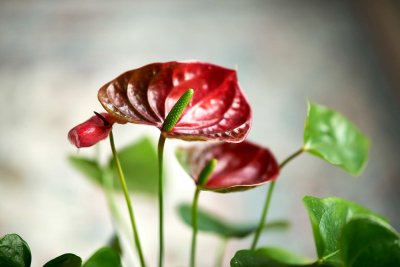 Anthurium @f1.4 D800E